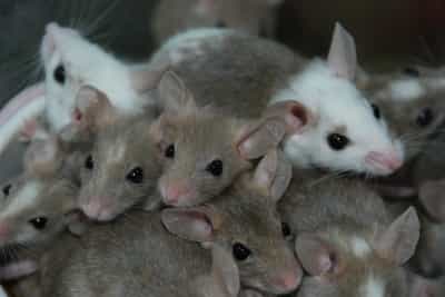 Leptospirosis Mengintai Anda