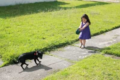 Waspadai Anak Bermain Bersama Anjing