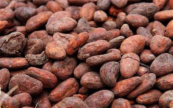 Ragam Kandungan Buah Kakao