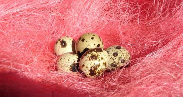 Khasiat Telur Puyuh