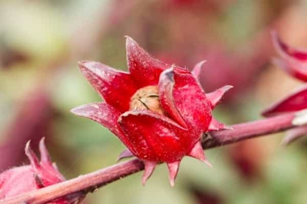 Kehebatan Tanaman Rosella