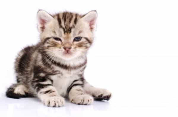 5 Langkah Cegah Toxoplasmosis