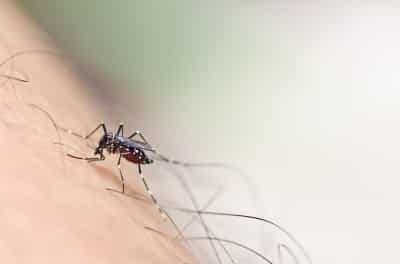 Waspada Demam Berdarah Lewat Jumantik