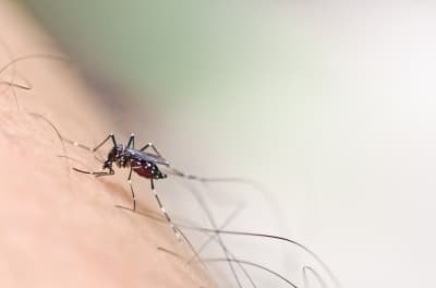 Waspada Demam Berdarah Lewat Jumantik