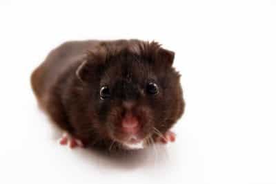 Waspadai Leptospirosis di Musim Hujan