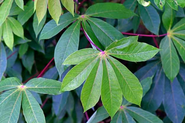 Tips Tepat Memasak Daun Singkong