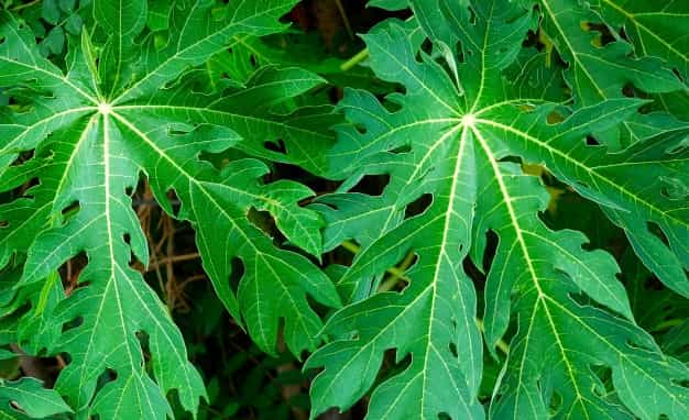 Manfaat Daun Pepaya untuk Kesehatan Tubuh Kita