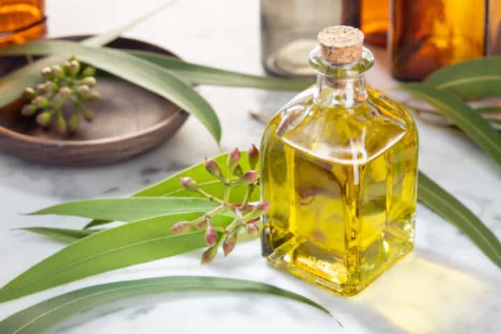 Benarkah Eucalyptus Ampuh Membunuh Virus Corona?