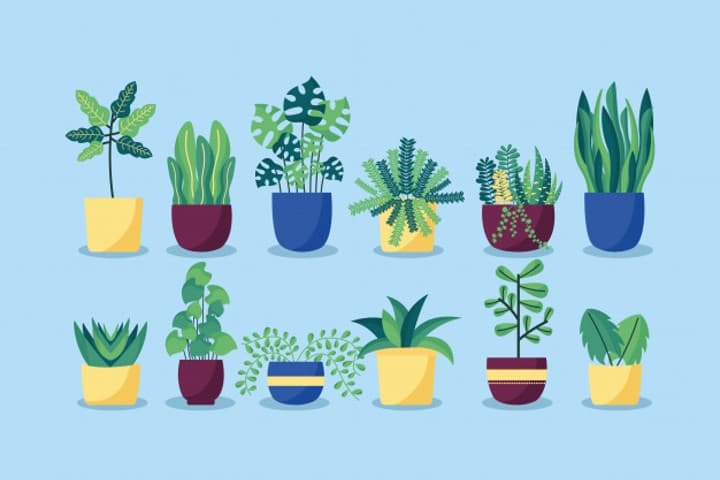 Mau Beli Tanaman Hias? Intip Rekomendasinya dulu, Moms