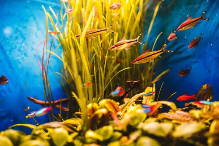 Rekomendasi Akun untuk Memulai Hobi Pelihara Ikan Hias