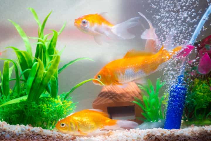 Suka Pelihara Ikan Hias? Ini Manfaatnya untuk Kesehatan