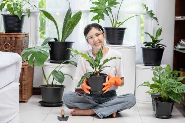 Rekomendasi Tanaman Hias Berdasarkan Zodiak Anda