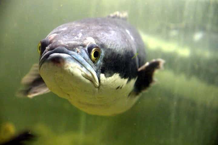 5 Manfaat Mengonsumsi Ikan Gabus untuk Kesehatan Keluarga