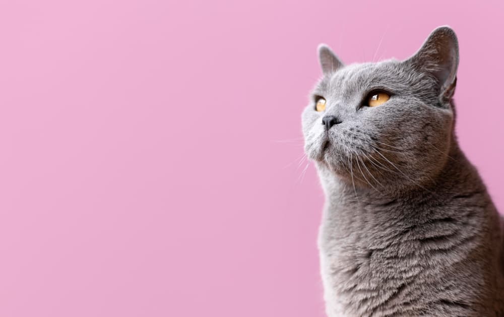 Rekomendasi Nama Kucing Peliharaan yang Menggemaskan