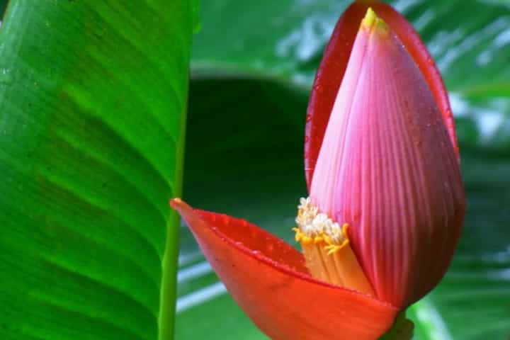 Manfaat Jantung Pisang untuk Kesehatan, Bisa Tingkatkan Produksi ASI
